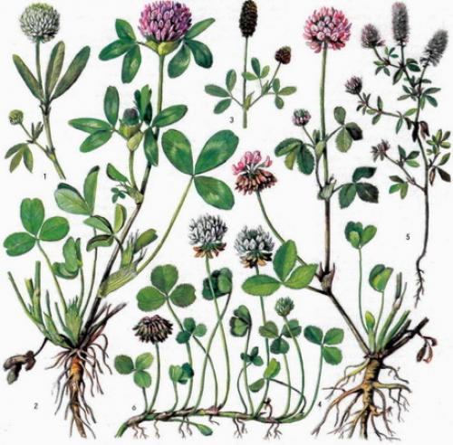 Листорасположение клевера лугового и клевера ползучего