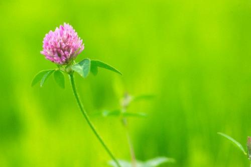 Какое жилкование листьев у клевера ползучего. Жилкование клевера ползучего и лугового 18