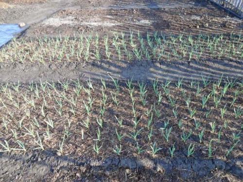 Способы посадки озимого чеснока. Подготовка грядки под озимый чеснок 07 Способы посадки озимого чеснока. Подготовка грядки под озимый чеснок 07