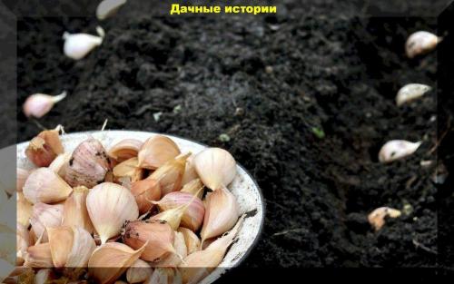 Что положить в лунку при посадке чеснока. Очень подробно о посадке озимого чеснока. Многолетние наработки для богатого урожая