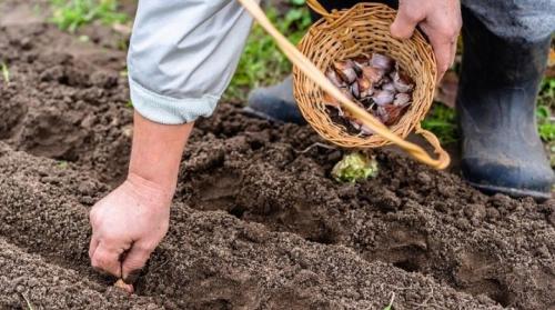 Подготовка озимого чеснока к посадке. Как подготовить чеснок к посадке осенью?