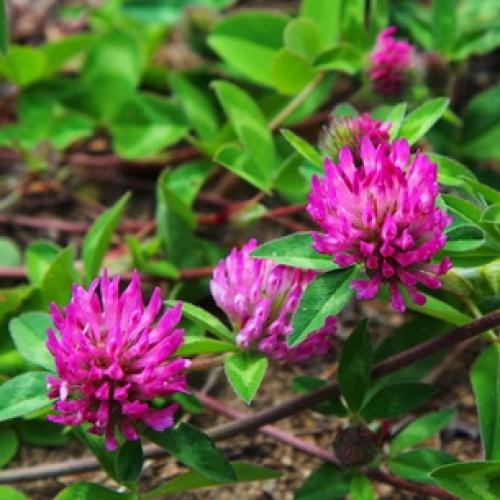 Какое жилкование листьев у клевера ползучего. Жилкование клевера ползучего и лугового 08