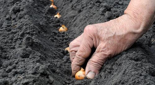 Способы посадки озимого чеснока. Подготовка грядки под озимый чеснок 02 Способы посадки озимого чеснока. Подготовка грядки под озимый чеснок 02