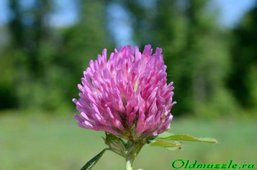 Какое жилкование листьев у клевера ползучего. Жилкование клевера ползучего и лугового