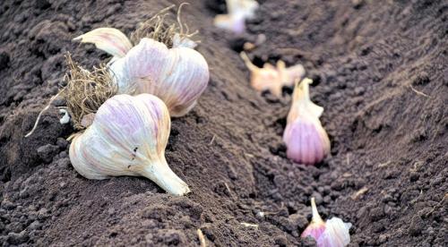 Способы посадки озимого чеснока. Подготовка грядки под озимый чеснок 03 Способы посадки озимого чеснока. Подготовка грядки под озимый чеснок 03