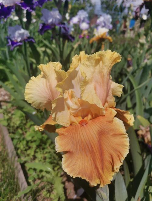 Как продлить срок цветения ирисов. Сколько цветут ирисы?