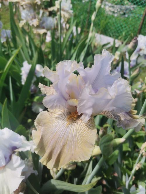 Как продлить срок цветения ирисов. Сколько цветут ирисы?