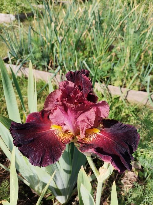 Как продлить срок цветения ирисов. Сколько цветут ирисы?