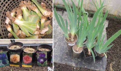 Весенняя и осенняя посадка ирисов: подходы и особенности 22