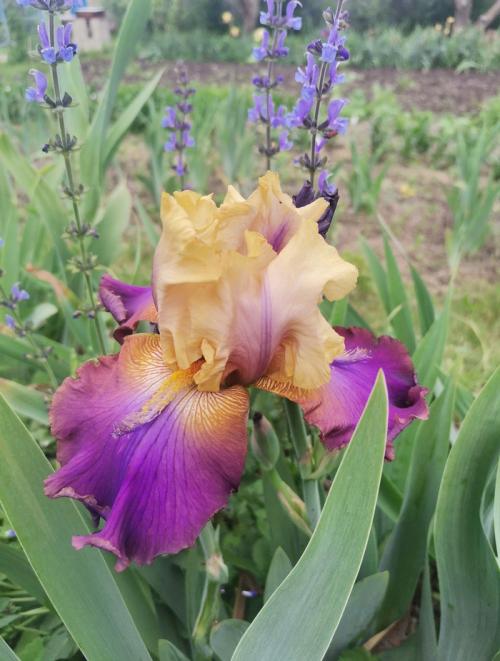 Как продлить срок цветения ирисов. Сколько цветут ирисы?