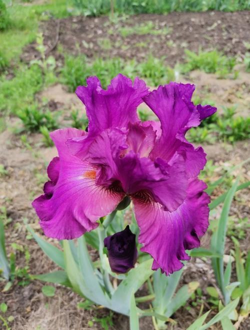 Как продлить срок цветения ирисов. Сколько цветут ирисы?