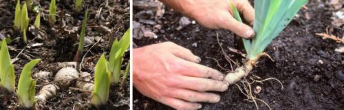 Посадка ирисов весной и осенью. ОСОБЕННОСТИ РАЗЛИЧНЫХ ВИДОВ ИРИСА