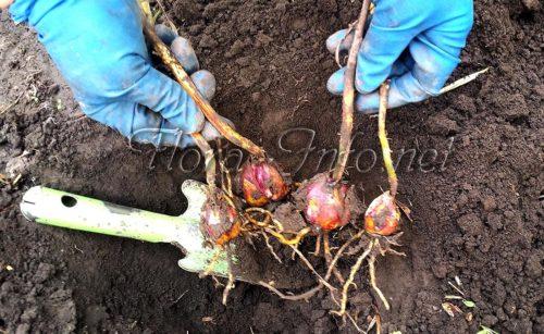 Пересадка лилий осенью на другое место