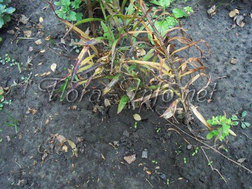 Пересадка лилий осенью на другое место