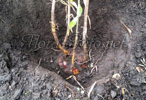 Пересадка лилий осенью на другое место