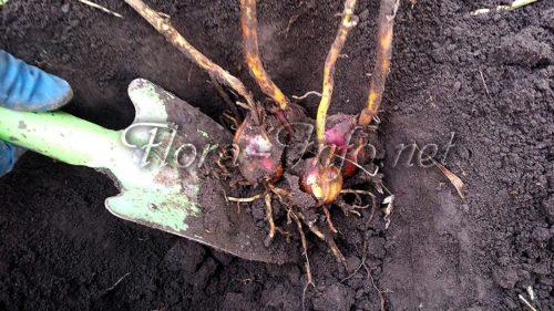 Пересадка лилий осенью на другое место