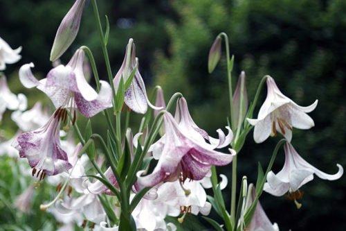 Когда рассаживать лилии весной или осенью. Пересадка лилий: когда лучше это делать