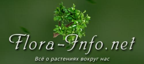 Пересадка лилий осенью на другое место