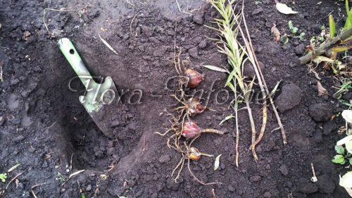 Пересадка лилий осенью на другое место