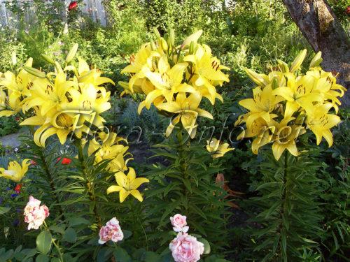 Пересадка лилий осенью на другое место