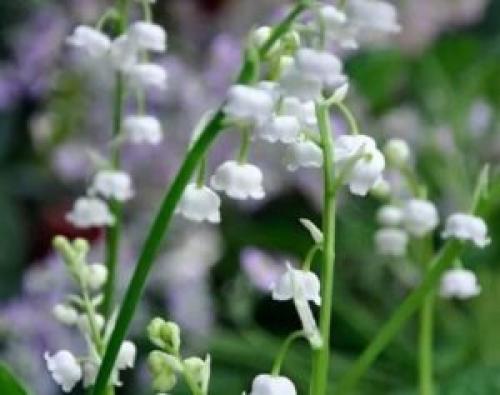 Выращивание ландышей в домашних условиях.  Выгонка ландышей