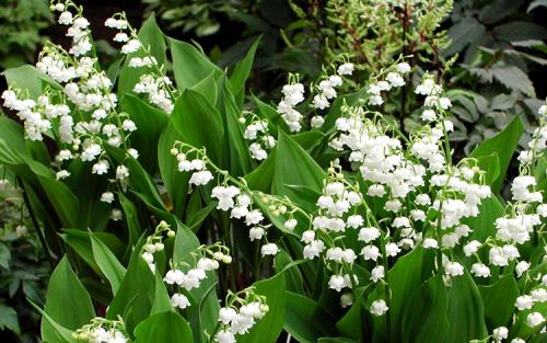 Пересадка ландышей осенью. Выращивание ландышей: сорта, посадка, выгонка, уход