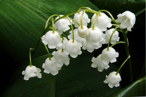 Пересадка ландышей осенью. Выращивание ландышей: сорта, посадка, выгонка, уход