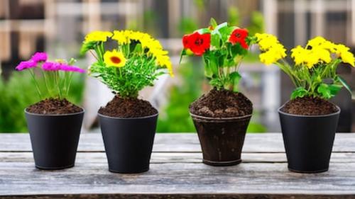 Как лунный календарь может повлиять на уход за растениями в августе. Лунный календарь август 2024. Дни для посадки и пересадки комнатных цветов и растений