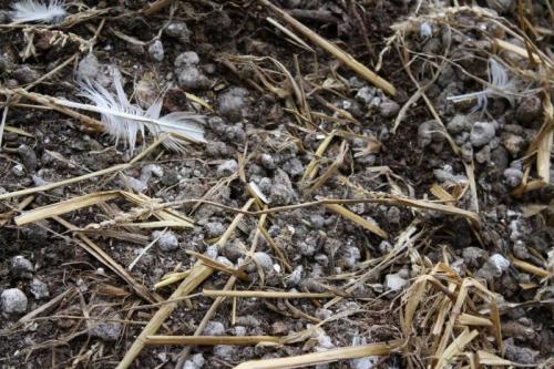 Органические удобрения своими руками. 7 удобрений для огорода, которые можно сделать самостоятельно, чтобы не покупать химию