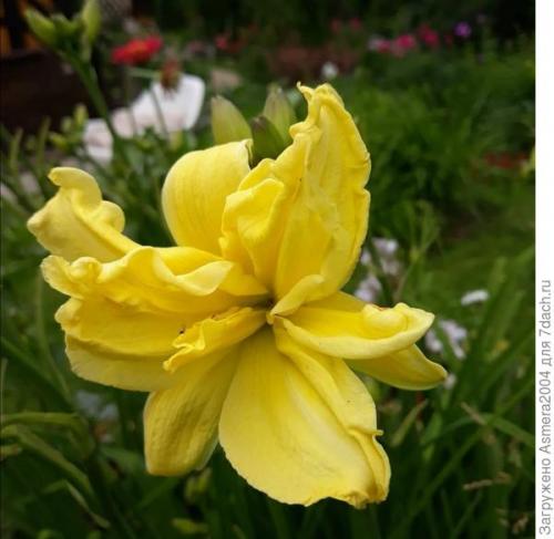 Лилейники осенью. Подготовка лилейников к зиме, или Зачем обрезать цветы осенью