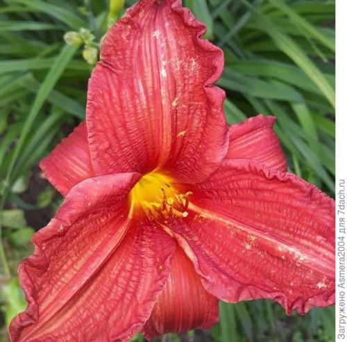 Лилейники осенью. Подготовка лилейников к зиме, или Зачем обрезать цветы осенью