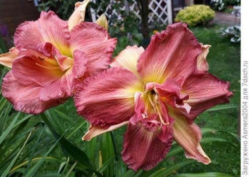 Лилейники осенью. Подготовка лилейников к зиме, или Зачем обрезать цветы осенью