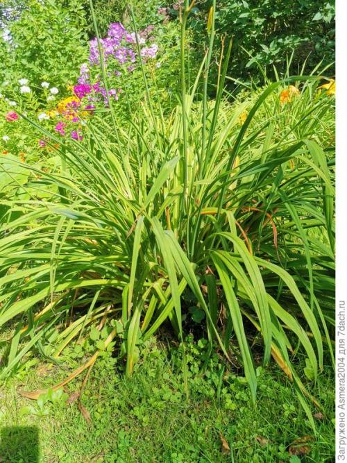 Лилейники осенью. Подготовка лилейников к зиме, или Зачем обрезать цветы осенью