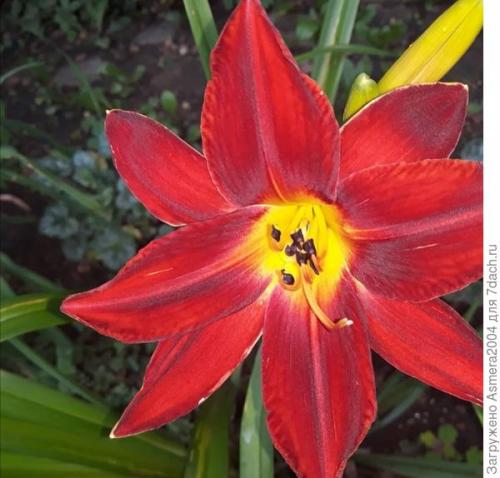 Лилейники осенью. Подготовка лилейников к зиме, или Зачем обрезать цветы осенью