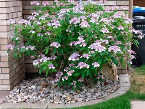 Когда можно пересаживать гортензию. Частота и необходимость пересадки