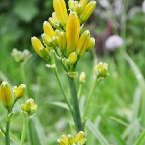 Можно ли пересаживать цветущий лилейник. Когда пересаживать 09