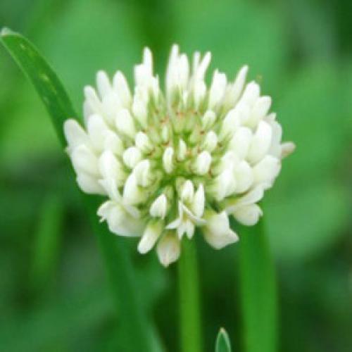 Клевер ползучий цветок или соцветие. Виды клевера