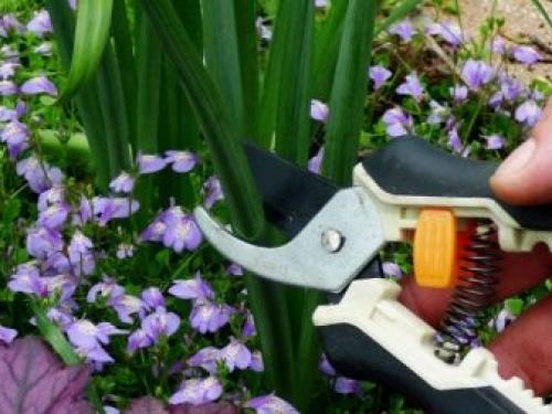 Можно ли пересаживать цветущий лилейник. Когда пересаживать 06