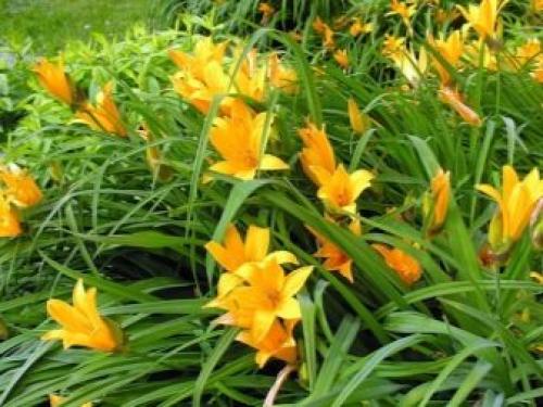 Можно ли пересаживать цветущий лилейник. Когда пересаживать 05