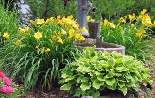 Можно ли пересаживать цветущий лилейник. Когда пересаживать 07