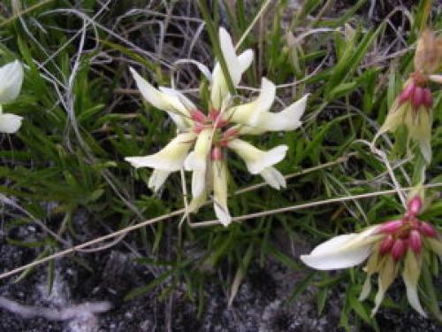 Клевер ползучий цветок или соцветие. Виды клевера