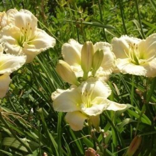 Можно ли пересаживать цветущий лилейник. Когда пересаживать 08