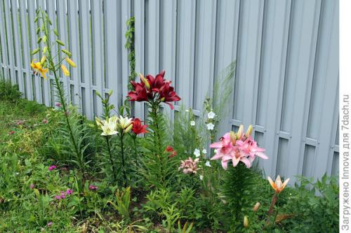 Какие растения можно выращивать вместе с белыми водяными лилиями. Посоветуйте, что лучше посадить в ноги лилиям в миксбордере