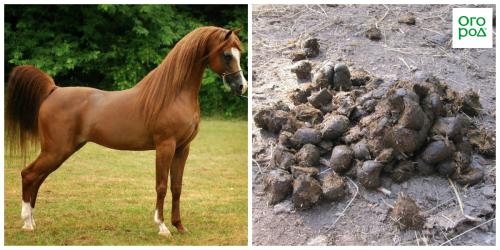 Когда надо вносить перегной осенью или весной. Подкормка растений конским навозом 01