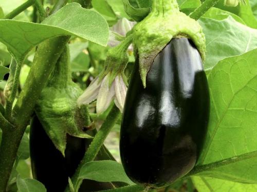 Какой должен быть перегной. Как сделать самостоятельно перегной