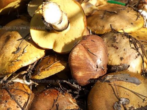 Как почистить маслята солью. Как почистить маслята