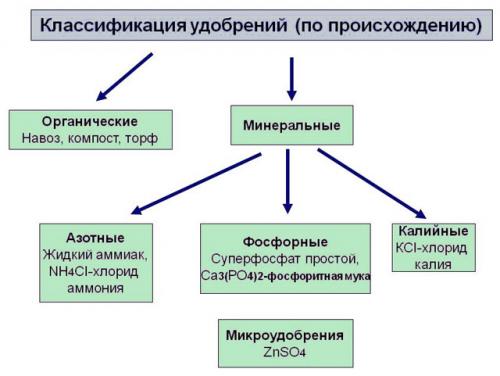 Какие удобрения надо вносить весной. Чем и как удобрять плодовые деревья весной 01