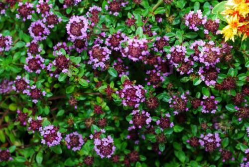 Тимьян ползучий семена. Что нужно знать перед выращиванием?