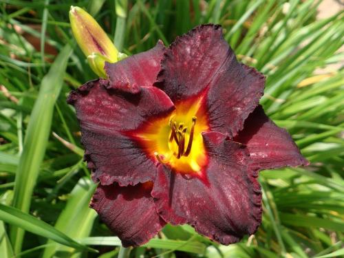 Лилейник желтый посадка. Солнечный лилейник желтый: лучшие сорта, посадка и уход