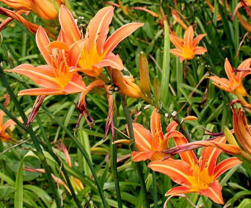 Лилейник желтый посадка. Солнечный лилейник желтый: лучшие сорта, посадка и уход